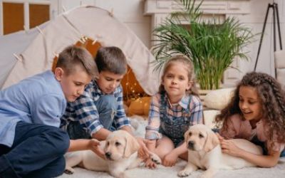Proposta de treball amb animals per a la millora de la convivència al centre d'educació infantil i primària