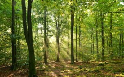 La forêt