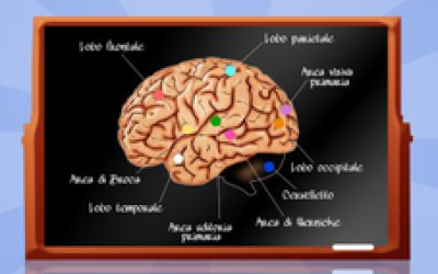 ¿Neuropedagogia, neuroeducació? ¿Moda o realidad?