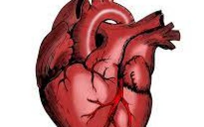 ¿Qué suena dentro de tu cuerpo? Un proyecto sobre el corazón en Educación Infantil