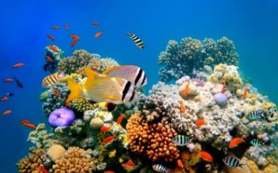 L'océan, vital mais fragile