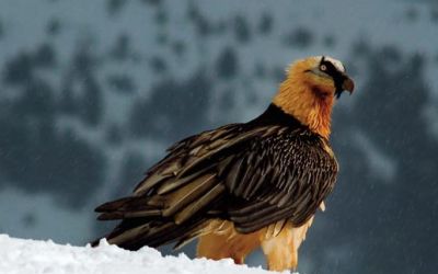 L'isard: evolució de la població d'una espècie emblemàtica