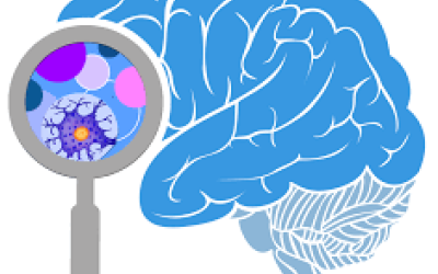 Una estructura neurodidáctica para el desarrollo de las funciones ejecutivas en los adolescentes: ¿Es posible desarrollar el control inhibitorio en el aula?